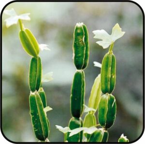 हड़जोड (Cissus quadraangularis)