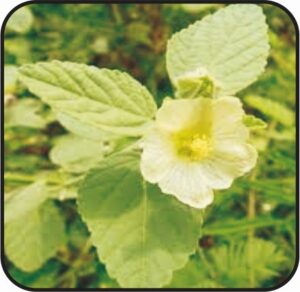बला (Sida cordifolia)