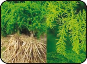 शतावरी (Asparagus racemosus)